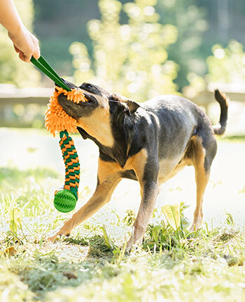 Hundebeschftigung