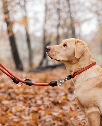 Hundehalsbnder & -leinen