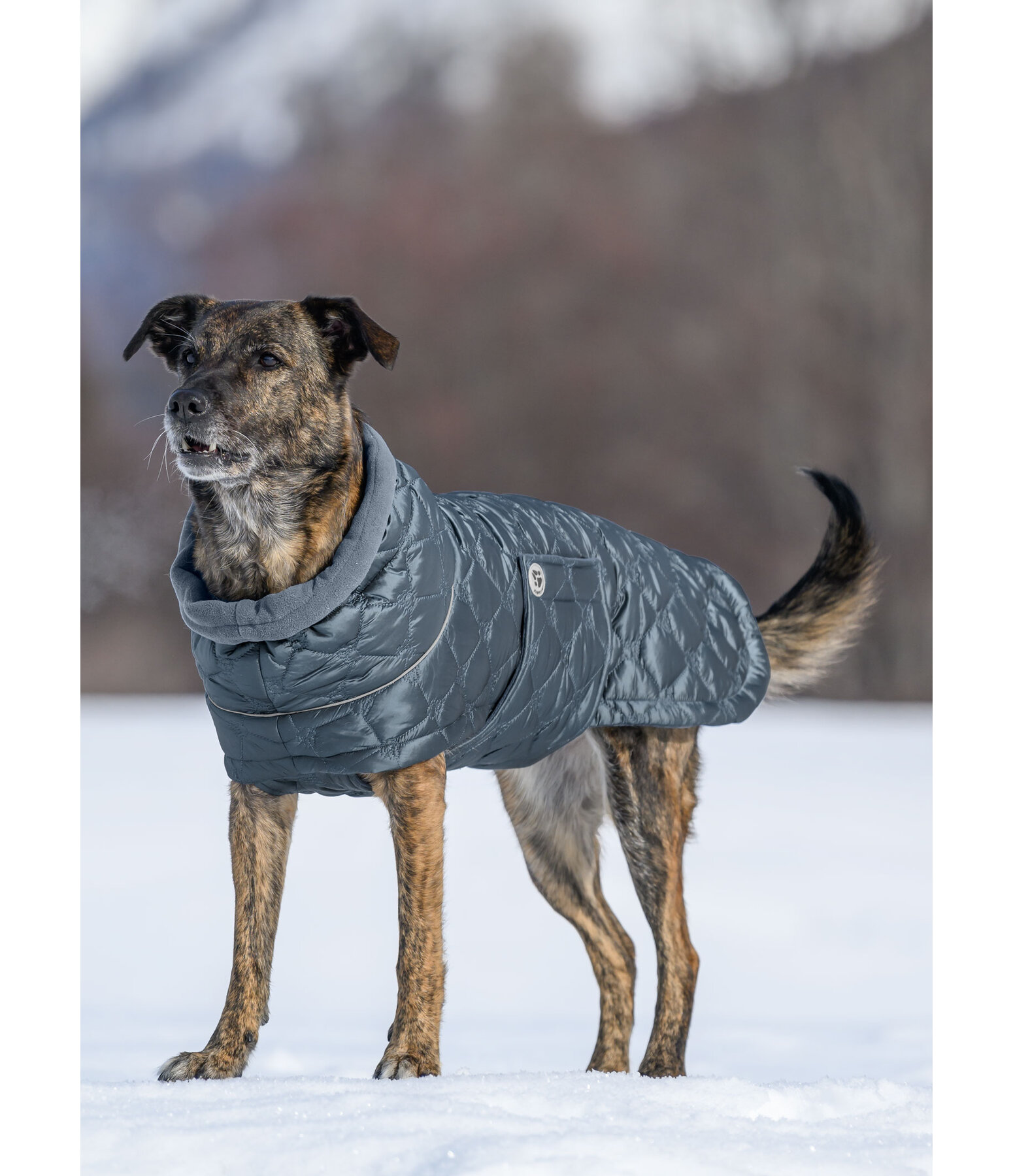 Lightweight Hunde-Steppjacke Cliff mit Fleecelining, 200 g