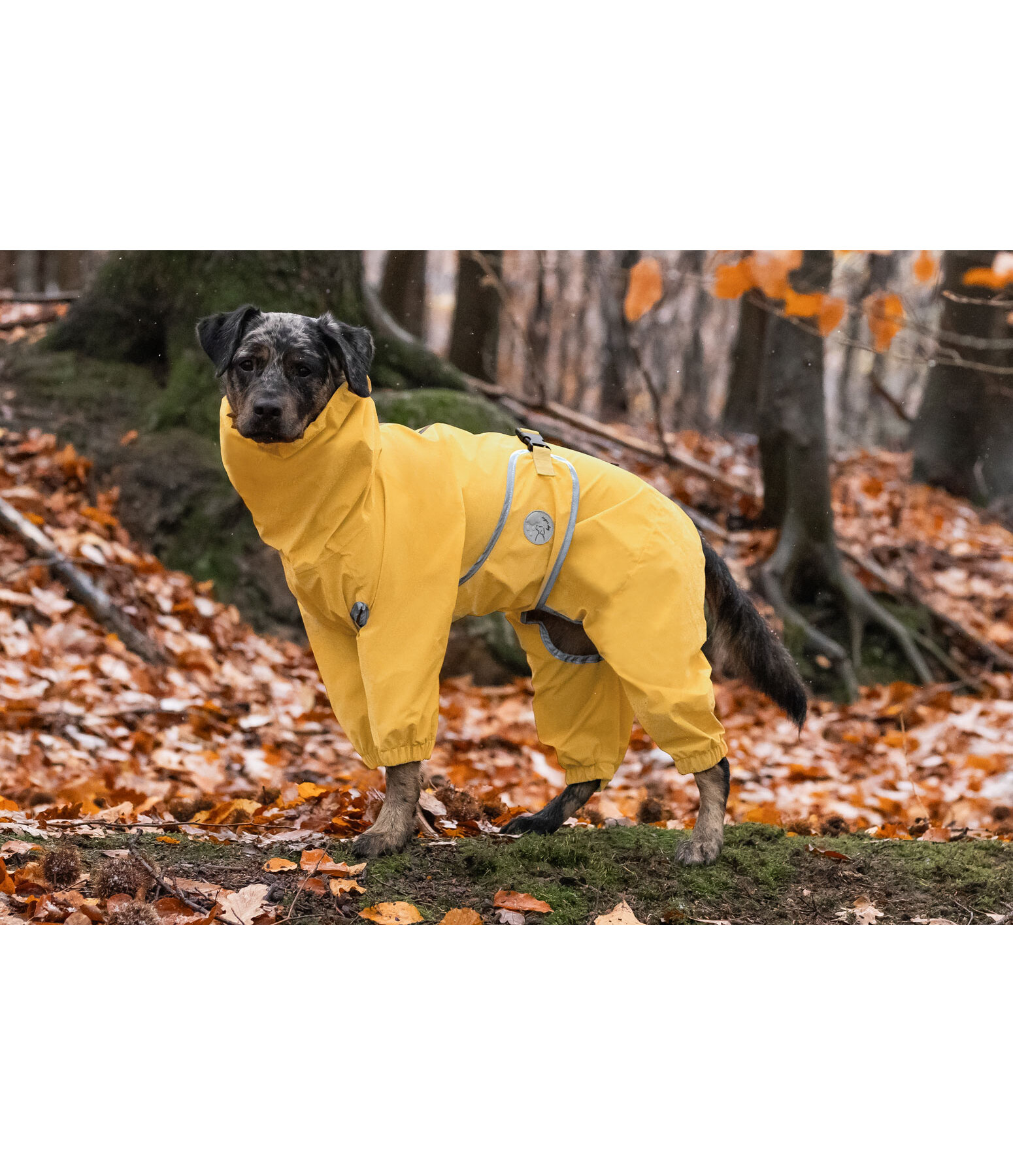 Allover-Hunde-Regenjacke Sequoia II, 0 g