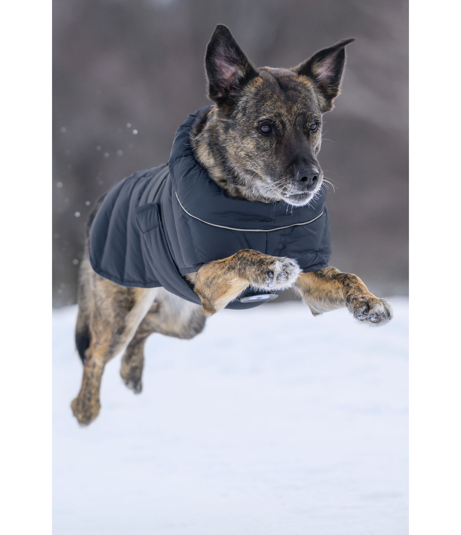 LED-Hunde-Steppjacke Arlo, 300 g