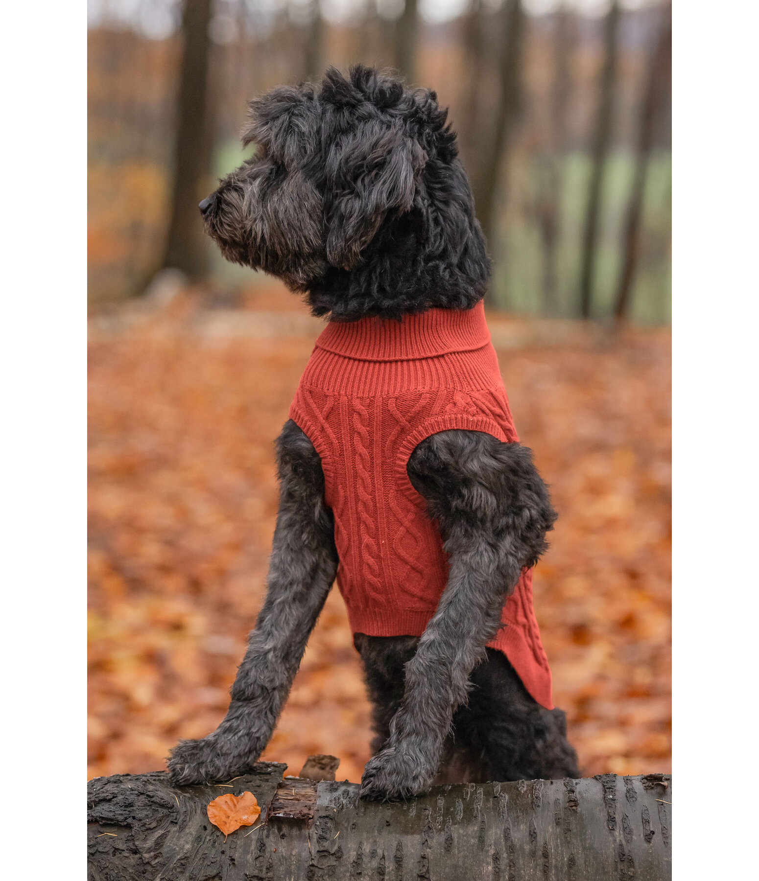 Hunde-Rollkragenpullover Maisie