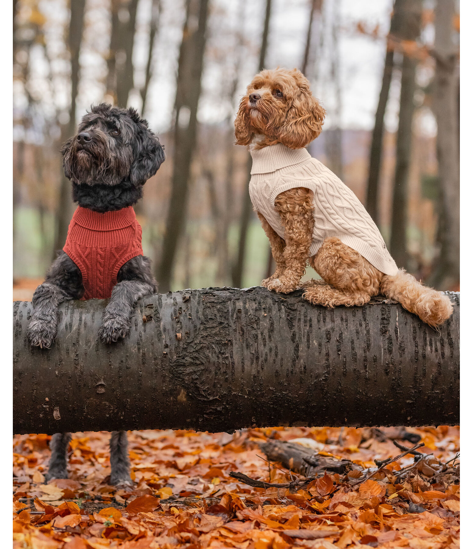 Hunde-Rollkragenpullover Maisie