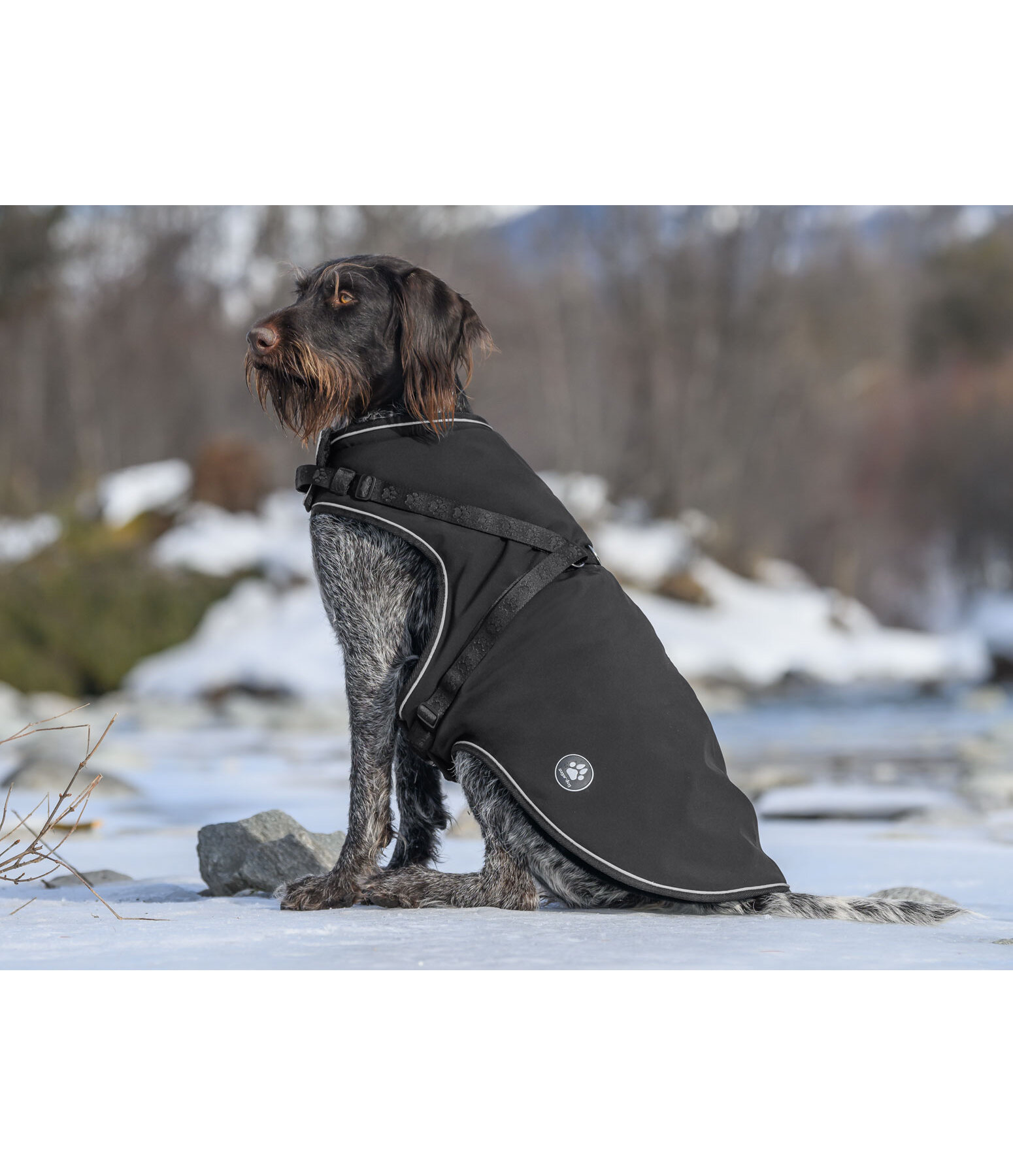 Softshell-Hundemantel Cruz mit integriertem Geschirr, 160 g