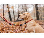 Hundehalsband Nature Rope