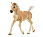 Haflinger Fohlen