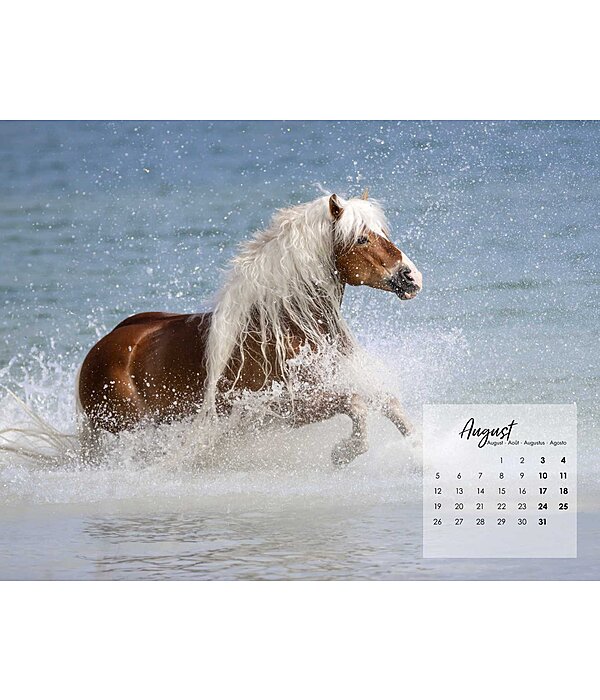 Haflinger Kalender 2025